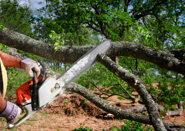 Best Tree and Shrub Care  in Dogtown, CA